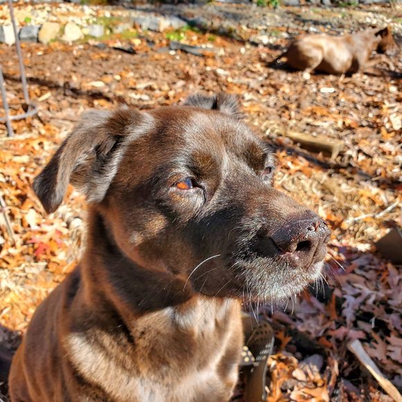 aanishama
